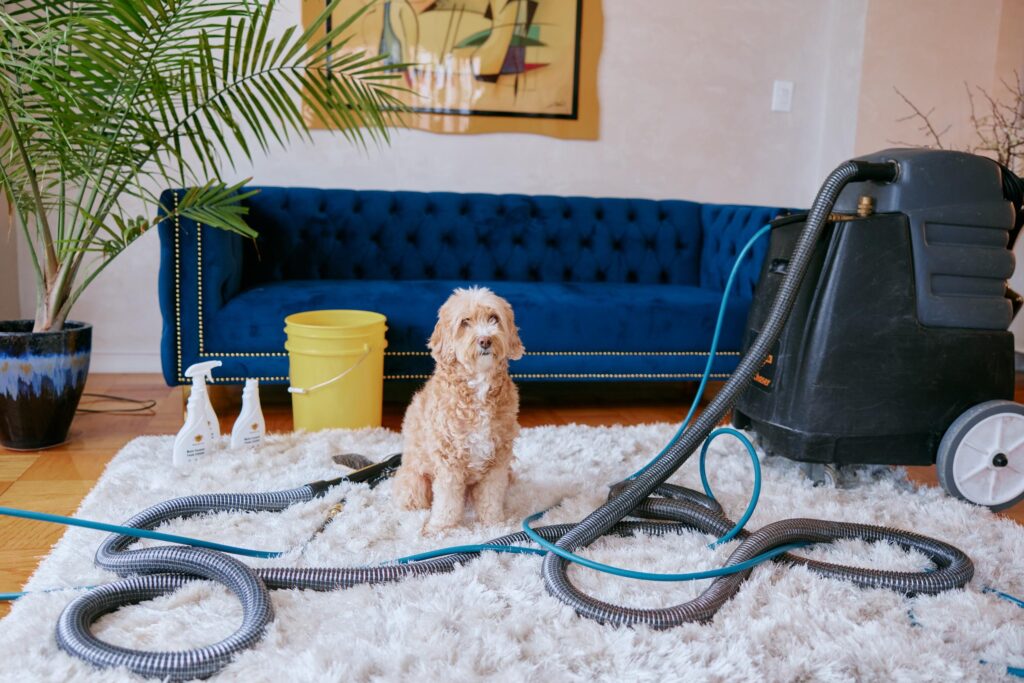 Pet Stain & Odor Removal Services: Restoring Your Home to a Clean, Fresh State